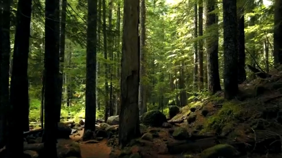 Marcal Video Thumbnail